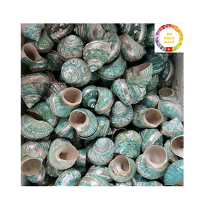 เปลือกเทอร์โบสีเขียวธรรมชาติระดับพรีเมียมจากเวียดนามสำหรับใส่แจกันในตู้ปลาและของตกแต่งชายฝั่งทำด้วยมือ - Product Image 1