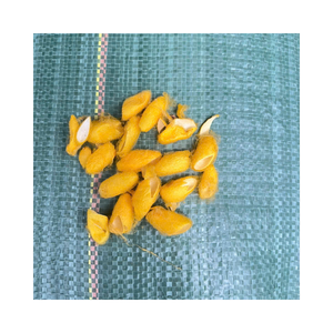 รังไหมสีเหลืองแบบไม่ฟอกขาวแบบพรีเมียมวัตถุดิบสำหรับงานหัตถกรรมและการปั่นไหม - Product Image 1