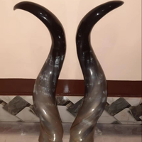 Par de Cuernos de Buey Grandes Clásicos Hechos a Mano y Altamente Pulidos para Decoración del Hogar, Cuerno de Vaca Orgánico Ecológico con Forma Natural, Souvenir