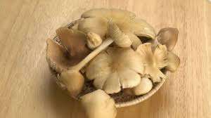 ETIQUETA LIMPIA DE SETAS TERMITAS COSECHAS SALVAJES - Product Image 2