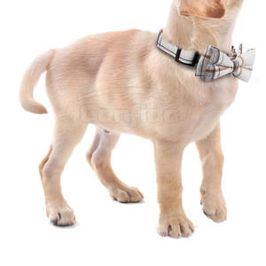Collar para Mascotas, Ligero, con Hebilla Resistente, Tela Duradera, para Paseos Diarios, Entrenamiento y Actividades al Aire Libre - Product Image 4