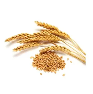 Wholesale soft wheat / Rich in pectin and dietary fiber / wheat grain for sale