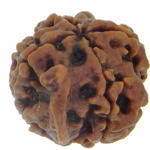 Rudraksha Nepalí Original y Certificado de 4 Mukhi Ganesha, Regalo Religioso Hindú - Product Image 3