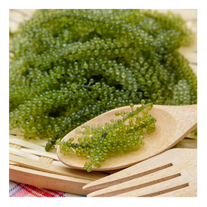 <b>Fresh</b> Sea <b>Grapes</b> Vietnam Texture with Natural Ocean Flavor Ideal for Fine Dining Salad Menus and High End Culinary Creations - Product Image 6