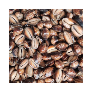 Colección Seashell de Ocean Cowry Snail, adorno artesanal natural hecho a mano para habitaciones temáticas de playa y selecciones de regalos únicos - Product Image 6