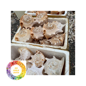 Produits chauds Coquillage d'escargot poli Cauris-Coquille d'escargot naturelle à bon prix pour l'exportation du Vietnam - Product Image 3