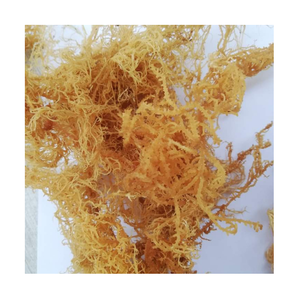 Eucheuma Cottonii algues séchées mousse de mer irlandaise propre salade de mousse de mer utiliser des algues de haute qualité de grande taille pour l'exportation - Product Image 1