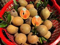 Hoogwaardige verse sapodilla vruchten, Vietnamese oorsprong, NATUURLIJK zoete Chikoo Sapota, voor groothandel, LEVERBAAR in grote hoeveelheden