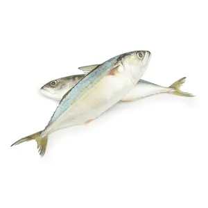 冷冻马鱼鲭鱼出口商，挪威鲭鱼最佳报价