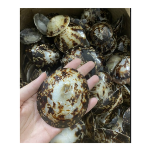 Limpet Pulido SeaShell MOQ 50 PCS-Conchas marinas naturales-Accesorios colgantes-Patella Vulgata Craft Sea Shell - Product Image 2