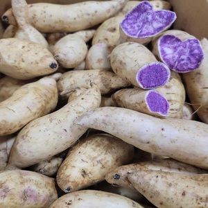 Ube (Ñame Morado) Orgánico Natural Fresco en Existencia, Envío Rápido, Calidad Premium, Precio al por Mayor - Product Image 6