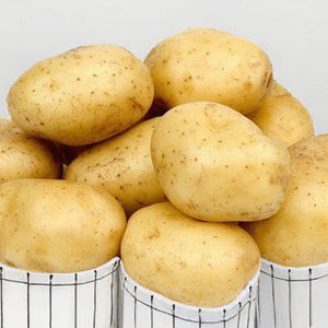 Pommes de terre fraîches cueillies à la main des États-Unis; Approvisionnement en vrac de marque 33145 Zhenduole pour les supermarchés et les transformateurs - Product Image 3