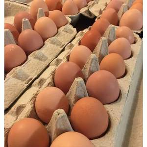 OEUFS DE POULET FRAIS À VENDRE - Product Image 2