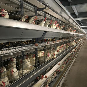 Sistema di Gabbie Automatiche Impilabili per Galline Ovaiole e Gabbie Integrate a Catena (Alimentazione e Raccolta Uova) - Product Image 3