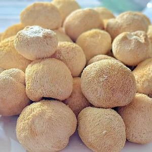 Fabricantes Suministran Hongos Hericium Erinaceus Secos Cultivados Artificialmente de 3-10 cm - Product Image 3