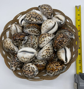 Coquillages de cauri tigre décoratifs pour l'aquarium Ornement à domicile et projets d'artisanat de bricolage fabriqués au Vietnam - Product Image 5