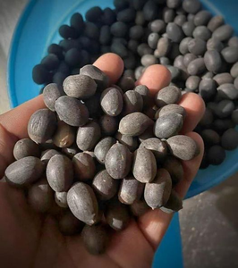 Graines de lotus noir séchées de qualité supérieure du Vietnam | Haute qualité, biologique, emballée sous vide, approvisionnement en gros pour le thé, les collations, OEM disponible - Product Image 1