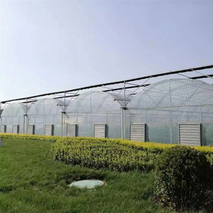 Invernadero Reforzado de Alta Resistencia para Zonas Costeras con Vientos Fuertes, con Estructura de Acero Galvanizado en Caliente - Product Image 6