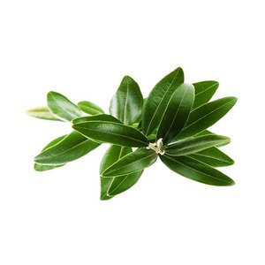 น้ำมันหอมระเหย Copaiba - Product Image 3