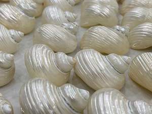 เปลือกหอยเทอร์โบธรรมชาติทำด้วยมือจากเวียดนาม - Product Image 2
