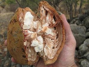 Resina de Extracto Herbal de Adansonia Digitata, Cosechada en Estado Silvestre, con Fibra Dietética y Antioxidantes - Product Image 1