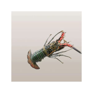 ล็อบสเตอร์ไม้ไผ่พรีเมี่ยมพร้อมบริการจัดส่งรวดเร็ว - Product Image 6