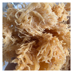 Algues Cottonii séchées de qualité supérieure-séchées au soleil, longs brins, emballées en balles, commande en gros disponible - Product Image 3