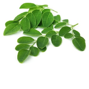 Extrait de plante de feuille de Moringa de qualité supérieure T CUT sauvage extrait de plantes de qualité supérieure - Product Image 3
