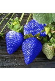 เมล็ดสตอเบอร์รี่สีฟ้าสำหรับเก็บเกี่ยว100ชิ้นเมล็ดสตรอเบอร์รี่สีน้ำเงินสำหรับงานอดิเรกสวนระเบียง