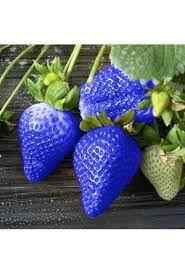 100 Pcs Seeds Organic Harvest Blue Strawberry Seeds Hobby Garden Balcony Blue Strawberry Seeds