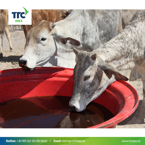 Aditivo para piensos Brix 78 de melaza de caña Premium para destilerías de ron, etanol y nutrición animal Vietnam e India - Product Image 5