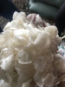 เกล็ดปลาแห้งทำความสะอาดจากเวียดนาม - Product Image 3