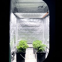 Koray G50 – Lampe de culture à connecteur rapide et détachable, haute uniformité, 22 % d'économie d'énergie, spectre complet pour tente de culture et agriculture verticale