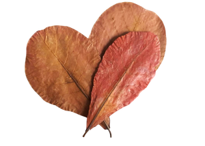 Feuilles en plastique Catappa d'amande indienne 26 à 30 cm / 10.2 à 11.8 "paquet de 30 pour accessoires d'aquarium - Product Image 3