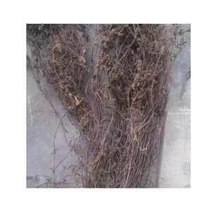 Feuilles de gelée d'herbe noire séchées - Matière première pour la fabrication de gelée d'herbe - Product Image 1