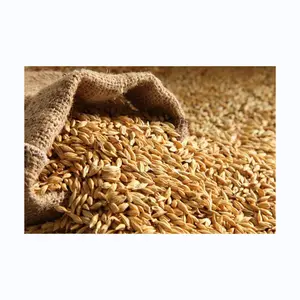 Grano d'orzo pronto per l'esportazione mangimi orzo grano/orzo malto granello/orzo a buon mercato prezzo 100% malto chicchi di frumento per la vendita