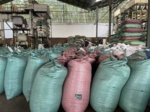 PIMIENTA NEGRA 500GL 550GL Vietnam seco Pham Gia - Product Image 5