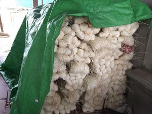 NOUVEAU DESGIN 2023 NOYAU DE ROTIN/ROTIN CANE DE BLEU LOTUS FARM VIET NAM - Product Image 2