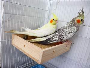 Wooden <b>Bird</b> <b>Feeder</b> Food Dish manufacturer Cage Food Standing Feeding Perch Bowl Toy for <b>Small</b> Animal Parrot - Product Image 2