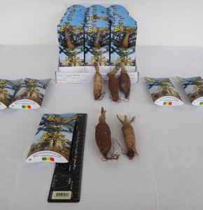 Kit pequeño Baobab (Adansonia Digitata) - Product Image 5