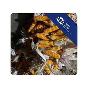 BEST SELLING <b>dried</b> corn rustic farm for decorative use applied in themed display and presentation spaces Vietnam - Product Image 1