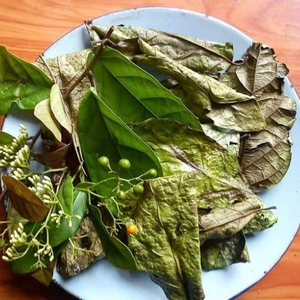 Factory Supply Dried Celastrus hindsii Leaf for <b>tea</b> Dried Black Celastrus hindsii Leaf Vietnam - Product Image 3