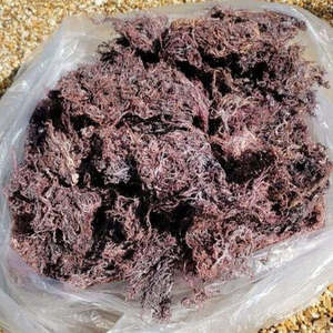 100% seamoss tím tự nhiên/nguồn dinh dưỡng thiết yếu/sản xuất tại Việt Nam - Product Image 1