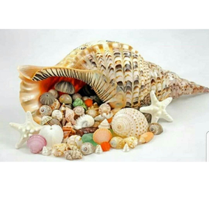 Coquilles de conque de trompette en spirale de qualité supérieure du Vietnam pour les décorateurs océaniques, la conception d'aquarium et les collections de cadeaux nautiques - Product Image 5