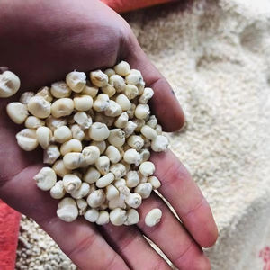 Meilleur choix Graines de maïs cireux séchées biologiques de qualité supérieure pour une cuisine saine, l'industrie des céréales, des collations, l'exportation en vrac et la vente en gros - Product Image 1