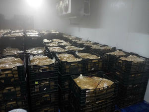 ผู้จำหน่ายเสาวรสแช่แข็งที่เชื่อถือได้จากเวียดนาม - Product Image 5