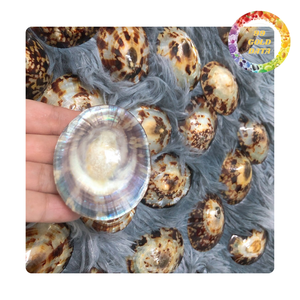 Coquille de patelle du Vietnam pour épingles à cheveux colliers boucles d'oreilles et décoration | Fourniture en vrac - Product Image 6