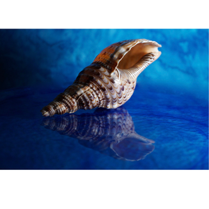 Coquilles de trompette en spirale uniques du Vietnam pour l'affichage de thèmes marins, les fabricants de paquets cadeaux, les configurations d'aquarium et la décoration de plage - Product Image 6