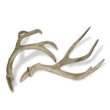 Astas de ciervo rojo de Caseta natural, ideales para suplementos de salud y decoración - Product Image 3