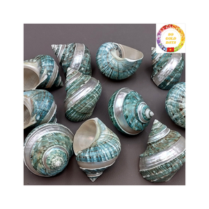 Top Grade Green Turbo Shell Pulido a mano Ocean Shell para decoración costera Suministro de Acuario y compradores a granel - Product Image 1